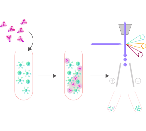 细胞分选