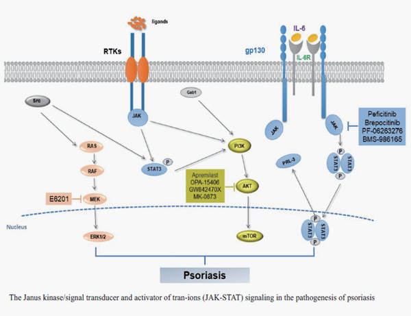银屑病发病机制-JAK-STAT信号转导