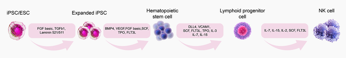 iPSC-NK流程图