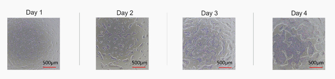 GMP Laminin521 Validation Data