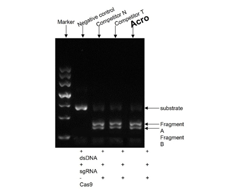 Cas12a 体外DNA底物切割效率测定结果