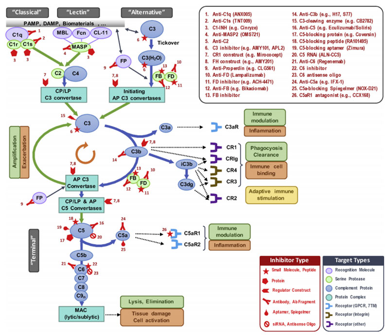 补体级联中药物干预的目标及其相关抑制剂