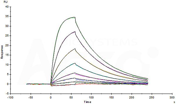 CD2-H5221-Human IL-2 R beta Protein