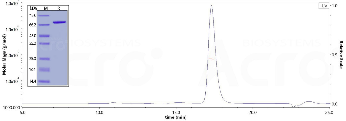 高纯度和高结构均一性经SDS-PAGE和SEC-MALS验证