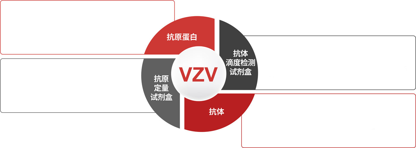 疱疹病毒疫苗研发解决方案