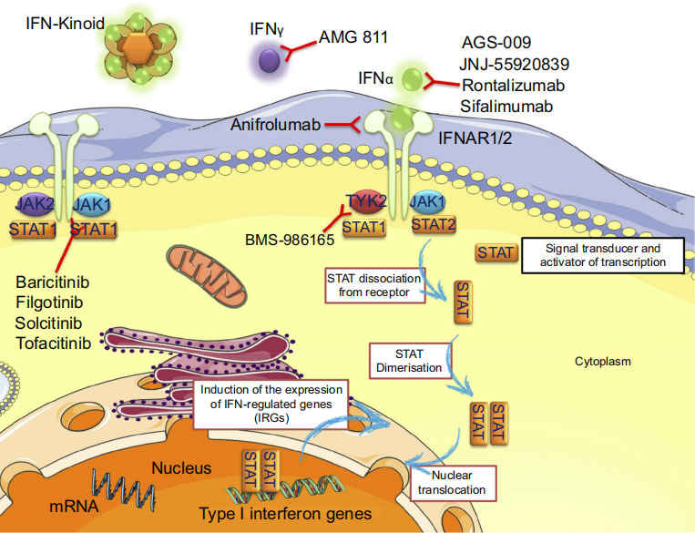 靶向IFN的药物（Anifrolumab）作用机制