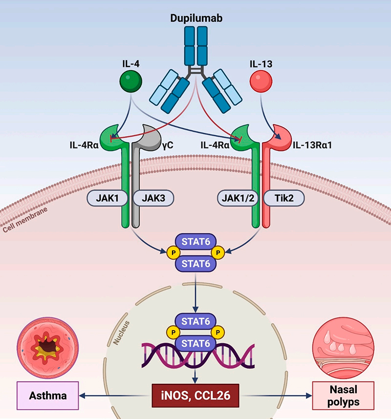 Dupilumab治疗哮喘的机制