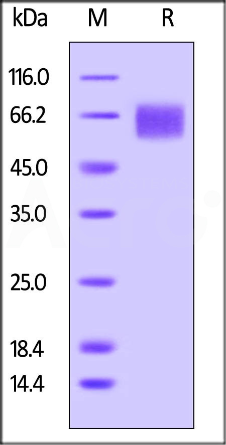 CD6-H82E8_on SDS-PAGE