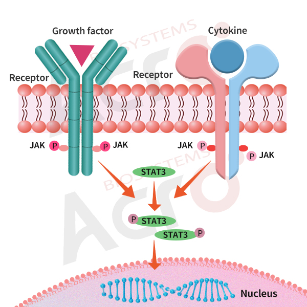 JAK/STAT3