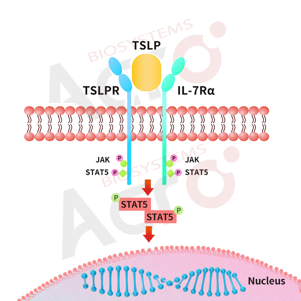 JAK/STAT5