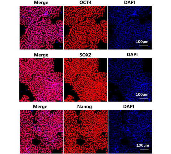 GMP级Laminin 521支持Pre-coating方法的iPSC扩增