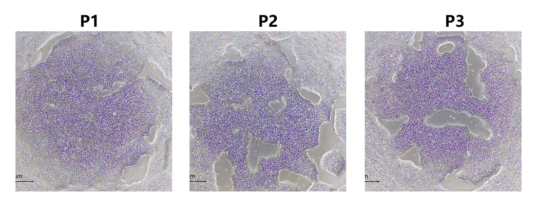 PG级Laminin 511支持Suspension方法的iPSC扩增