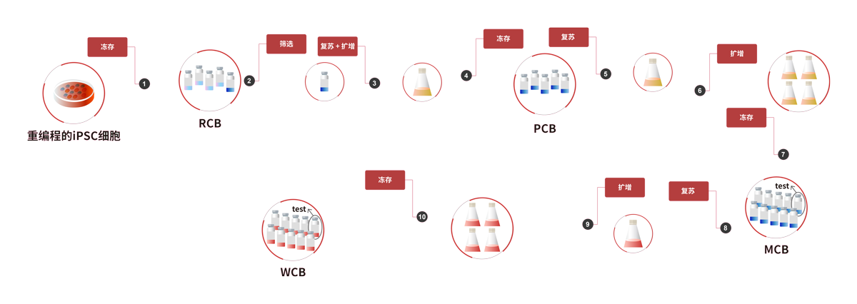 GMP级Laminin 521支持Pre-coating方法的iPSC扩增