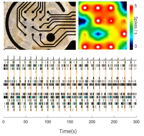 MEA Verified Spontaneous Network Burst Activity