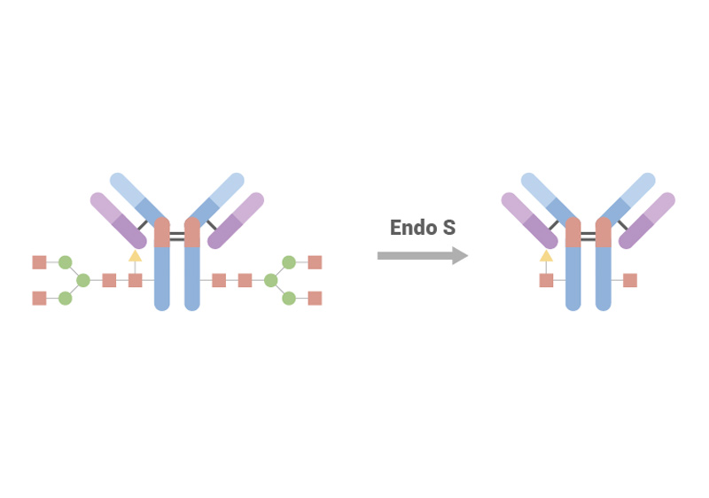 Endo S (200U/μl) (Cat .No. ENS-S5143)