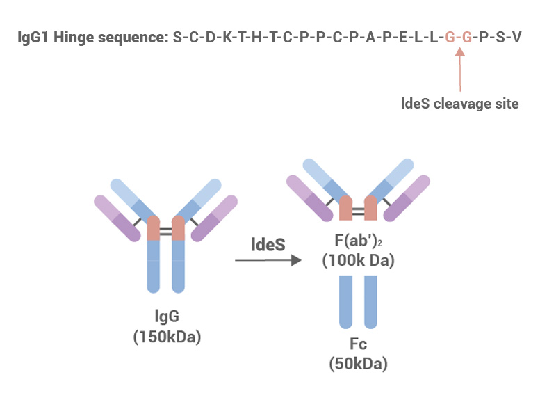 IdeS (20U/μl) (Cat. No. IDS-S5143)