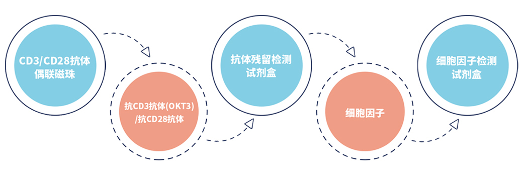 T细胞激活培养解决方案