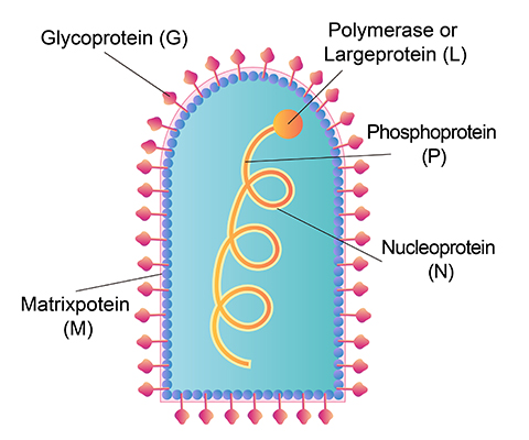 狂犬病毒结构