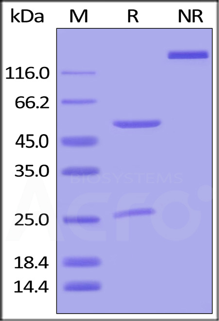 HEK293细胞重组抗体高通量表达