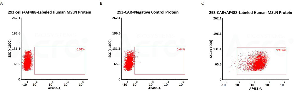 AF-488标记MSLN高活性 经FACS验证