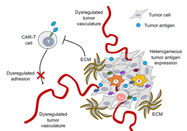 限制CAR-T发挥抗肿瘤作用的外部环境，Nature reviews. Drug discovery vol. 20,7 (2021): 531-550.