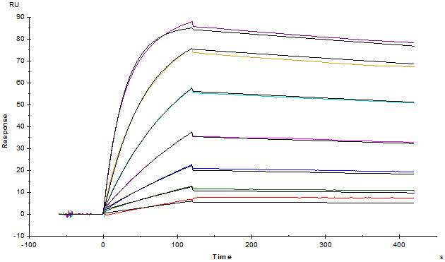 High Affinity Determined by SPR