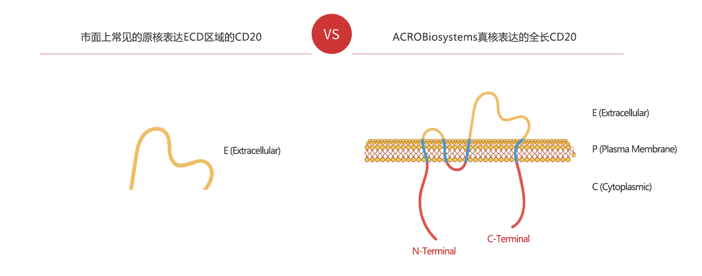 全长CD20蛋白由真核系统表达具有完整的天然构象（同时具有small loop和big loop）