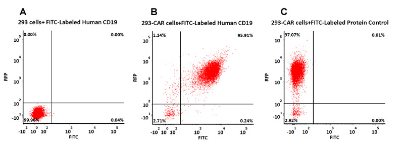 经流式验证FITC-Labeled CD19蛋白能够特异性检测Anti-CD19 CAR 表达
