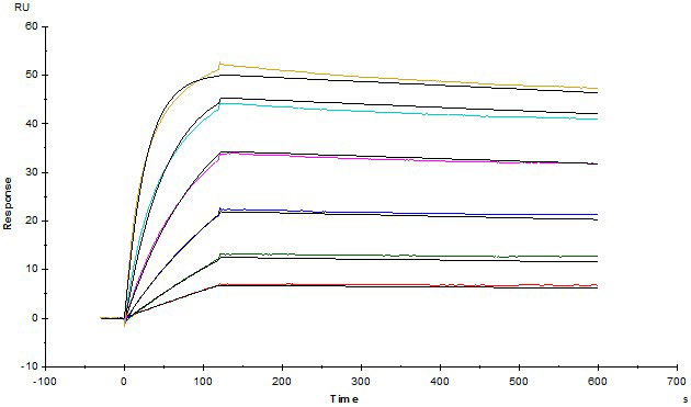 经SPR验证Human CD19蛋白的亲和力常数为0.17 nM