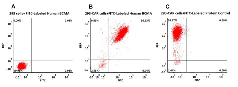 FITC-Labeled Human BCMA流式检测Anti- BCMA CAR表达