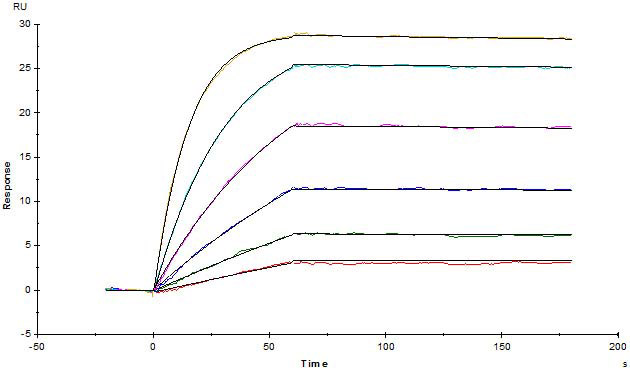 经SPR验证Human BCMA蛋白的亲和力常数为0.388 nM