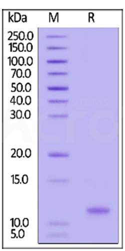 SDS-PACE 纯度>95%