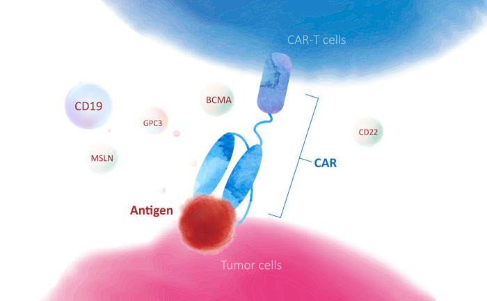 CAR靶点蛋白