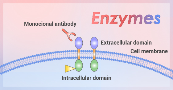 enzyme