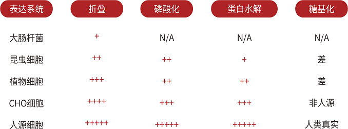 Integrin蛋白由高质量的HEK293细胞表达