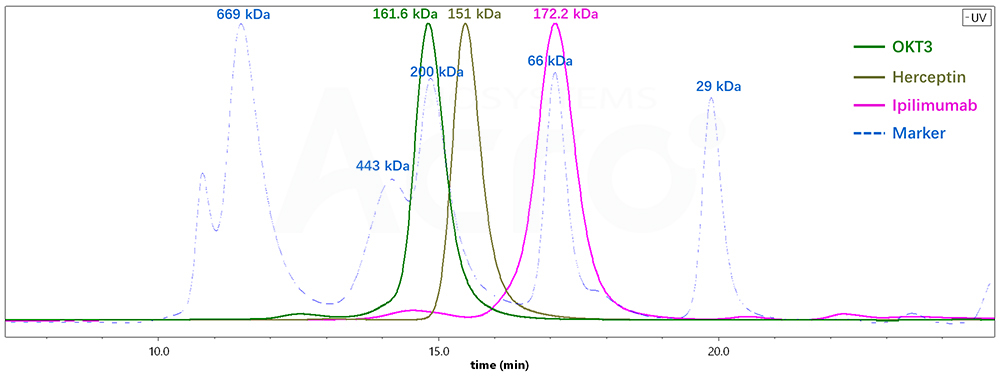 SEC-HPLC测定不同抗体分子量的结果
