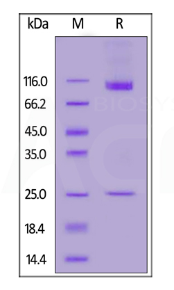 CD133-Nanodisc