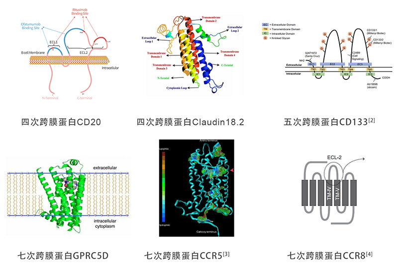 多次跨膜靶点蛋白（ACROBiosystems均可提供）