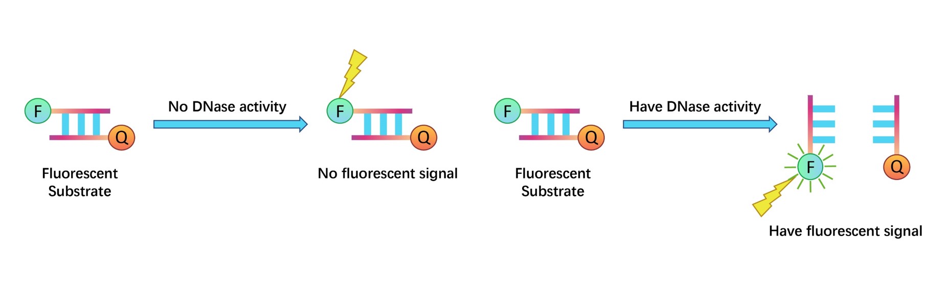 Assay Principles