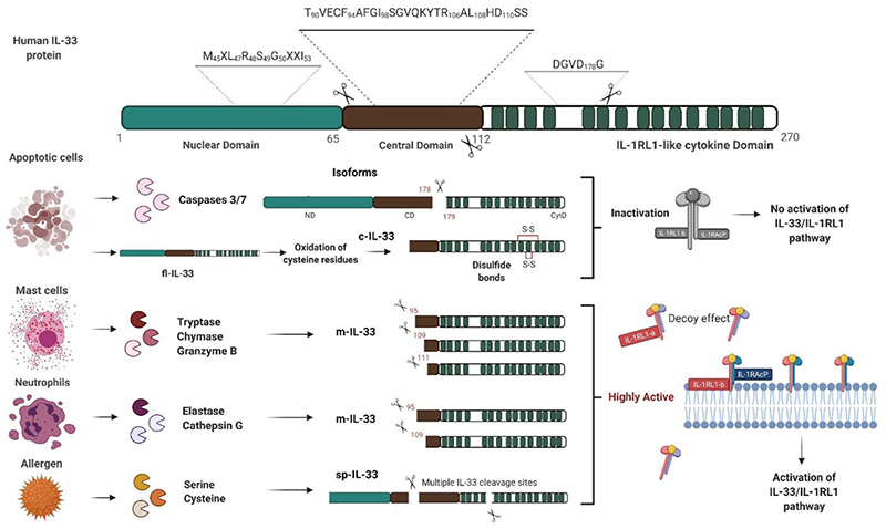 IL-33蛋白水解裂解的机制