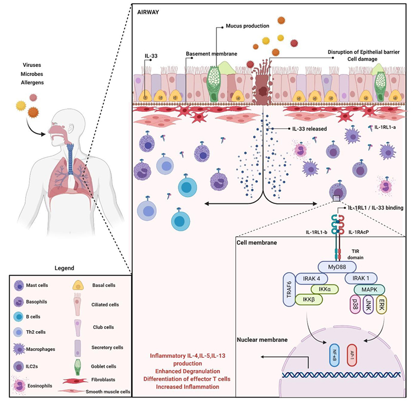 IL-33/ST2在过敏性炎症中的信号通路