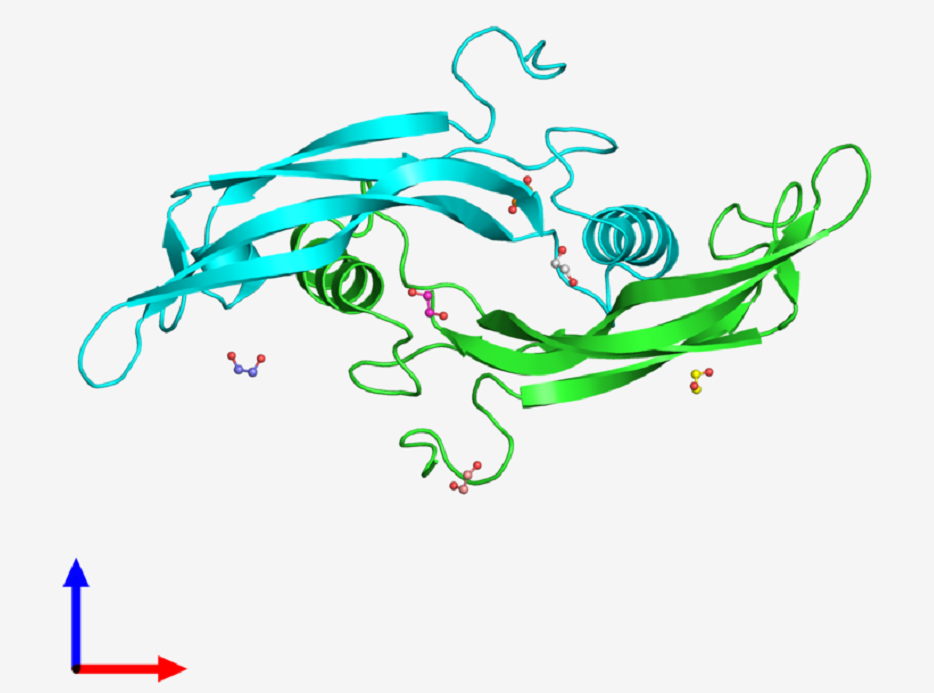 GDF-15同源二聚体