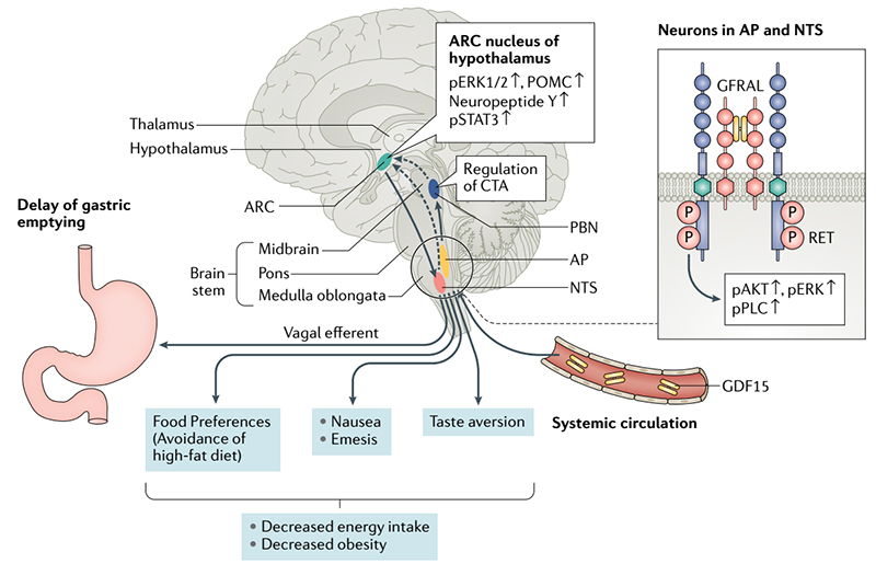 GDF-15抑制能量摄入和肥胖的机制