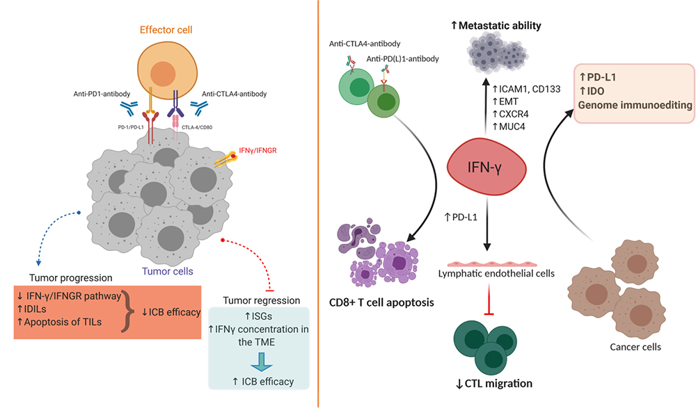 IFN-γ的促肿瘤和抗肿瘤作用