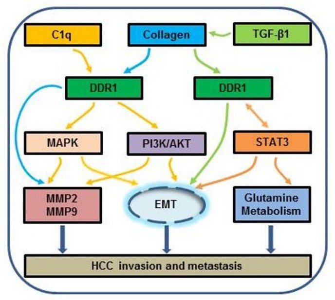 Ligand and mechanism of DDR1 in HCC.