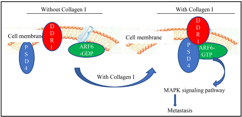 Proposed oncogenic DDR1/PSD4/ARF6 signaling pathway in HCCmetastasis.