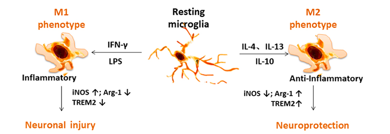 脑卒中后小胶质细胞表型转化对TREM2表达的影响