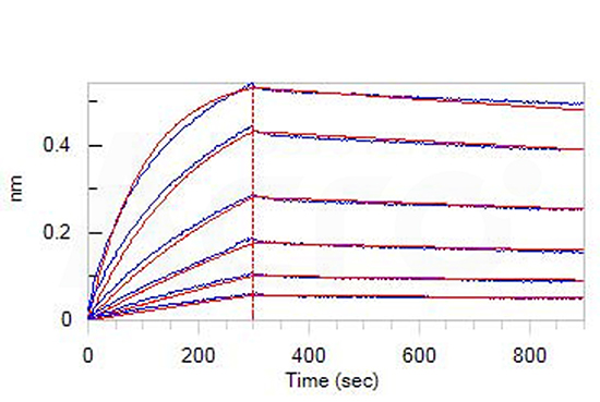 Human TREM2, Fc Tag (Cat. No. TR2-H5254) 