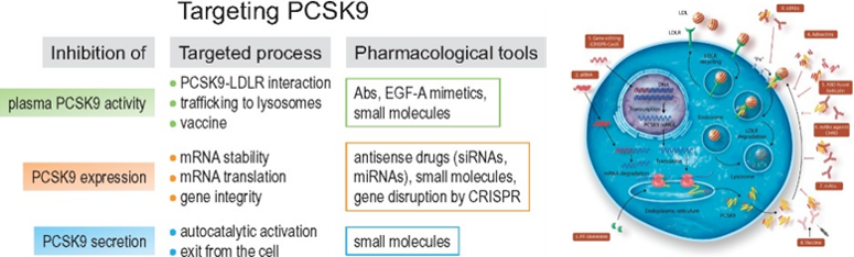 A: Strategiestargeting PCSK9. PCSK9 activity can be inhibited at several levels. B:  PCSK9 function and potential targets forinhibition.