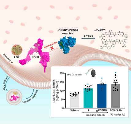 13PCSK9i functions by a distinct, allosteric mechanism and is the smallest molecule identified to date with in vivo PCSK9-LDLR disruptor function.